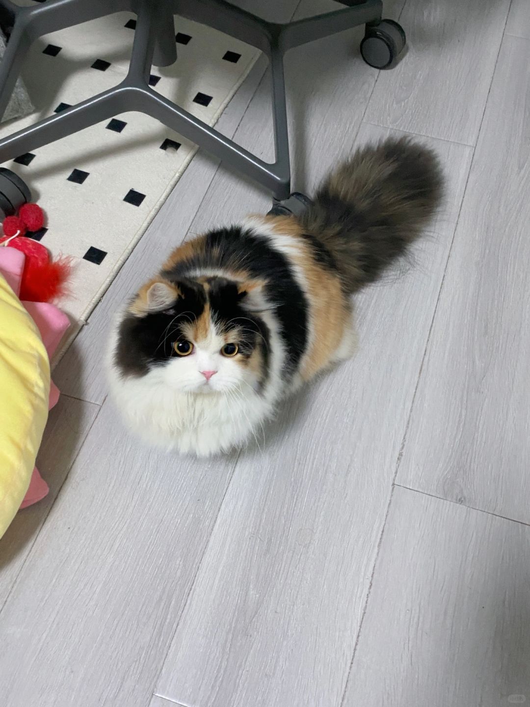 小猫咪也有烦心事吗？