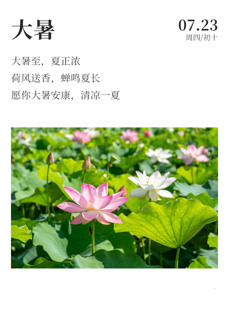 早安  🌧️每日早起打卡 蝉鸣声起，荷花飘香，又是一年大暑到。夏日炎热，注意养