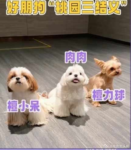 檀健次李一桐的狗拜把子了这期是好朋狗系列[爱你][爱你][爱你]李一桐[超话]檀