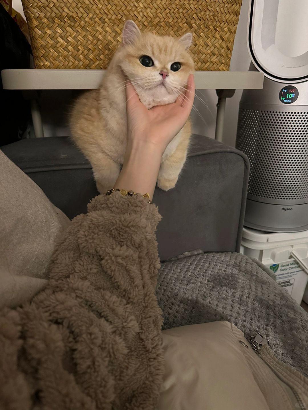 养猫就是不知道她能从哪钻出来