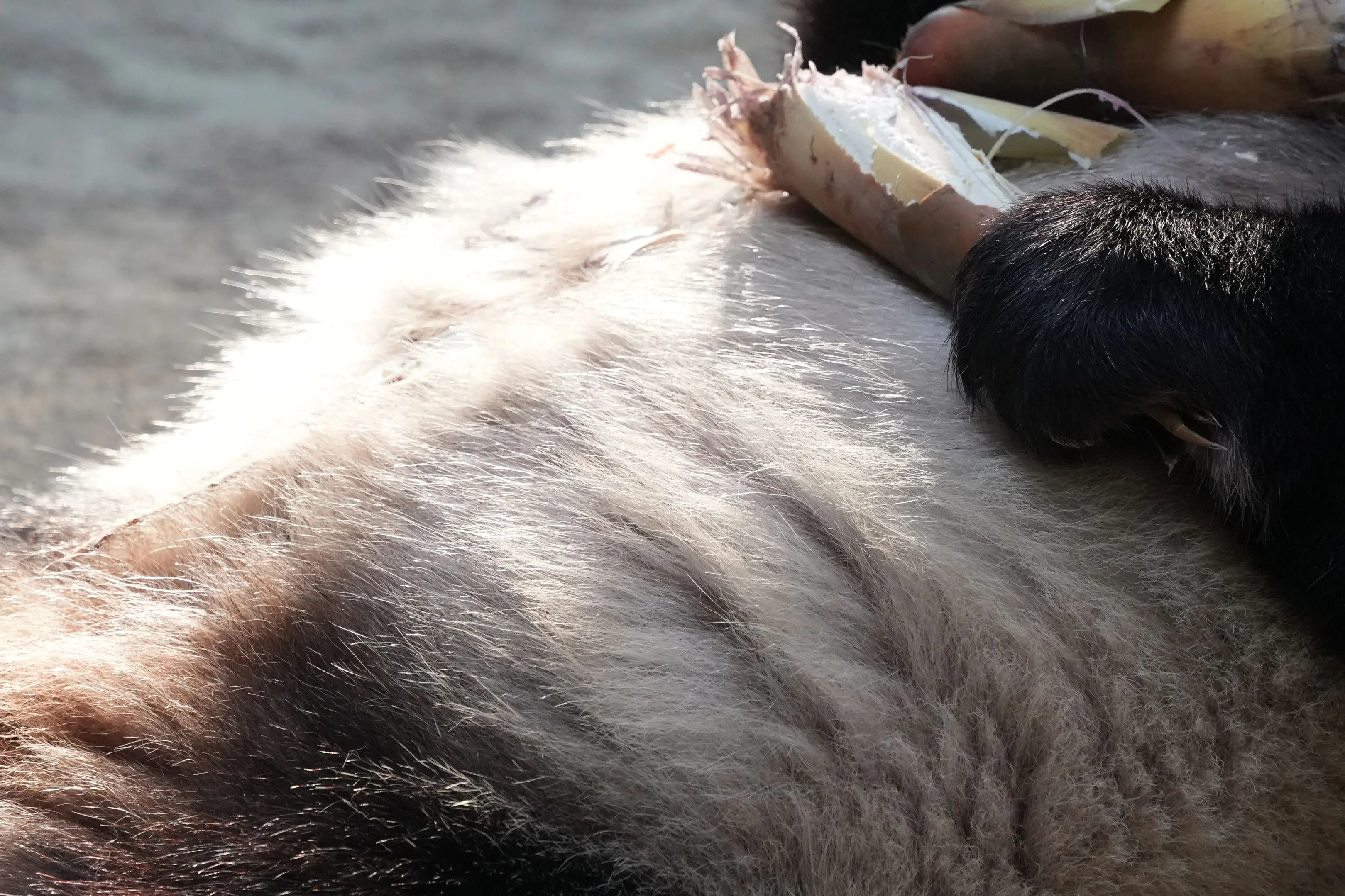 梅清：怎么就有人喜欢拍肚腩呢？（看着就很好rua。）