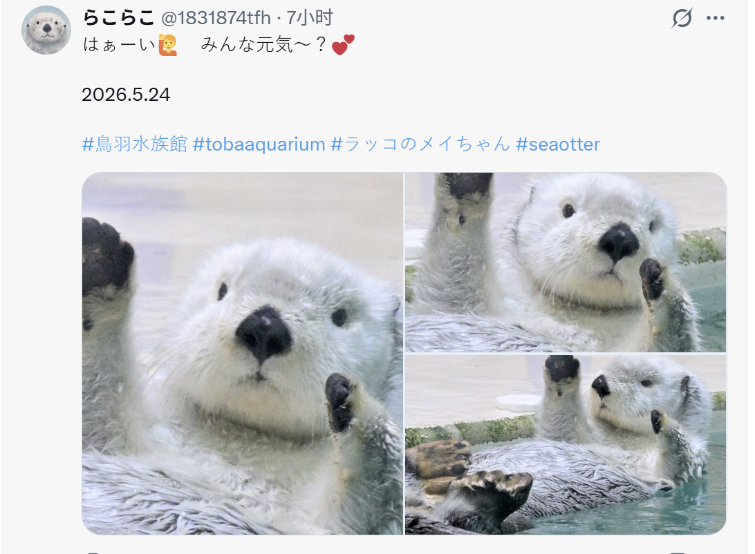 海獭 受不了了~像梅这样的海獭是真实存在的吗根本就是毛绒玩具本绒❤*ฅ(・♠︎ 