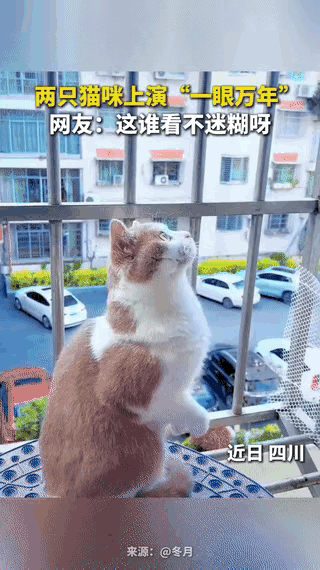 一眼万年这个词竟然用在了猫身上！四川，女子发现家里的小猫咪总是在阳台上抬头看，而