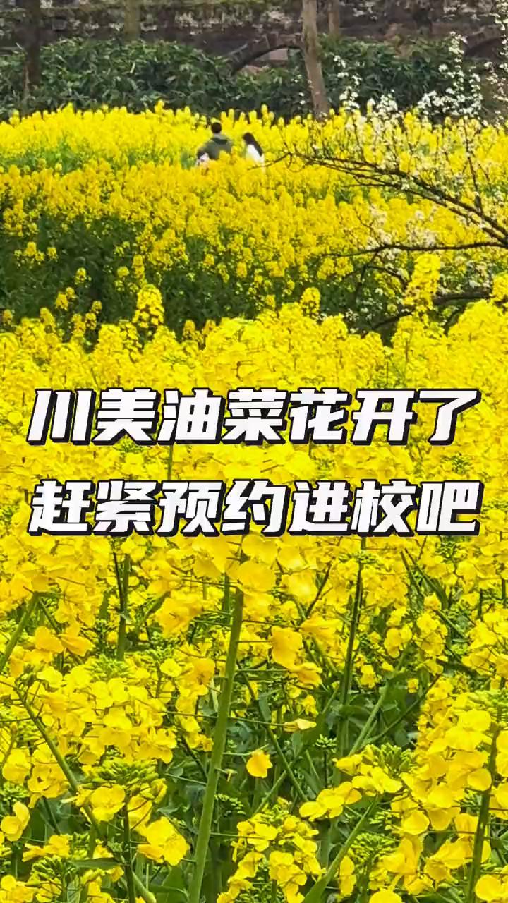 川美油菜花开了，赶紧预约进校吧。