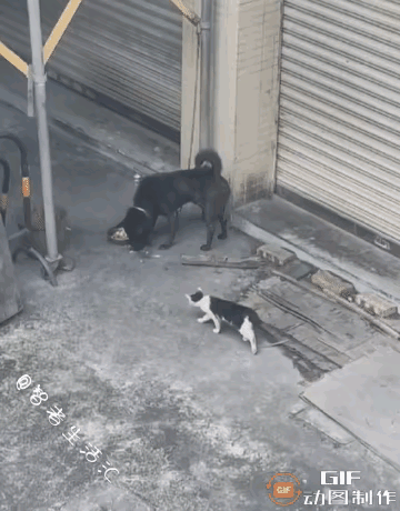 小猫向小狗讨食物的画面，着实让人感动，不同的物种之间，也存在这种守望相助的关系，