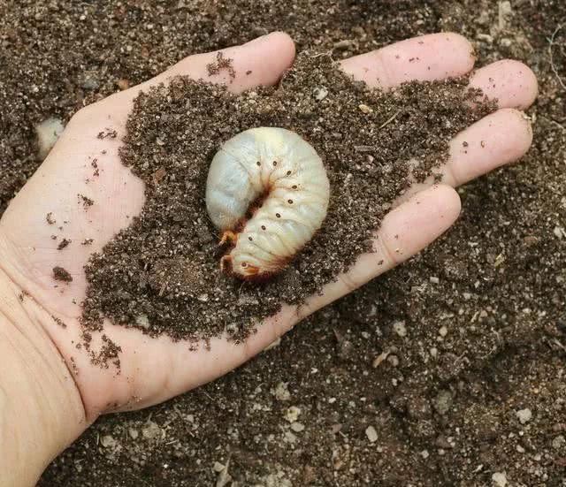 蛴螬在菜园、果园的危害特征 + 简易防治方法——
 
一、危害特征
1. 地下危