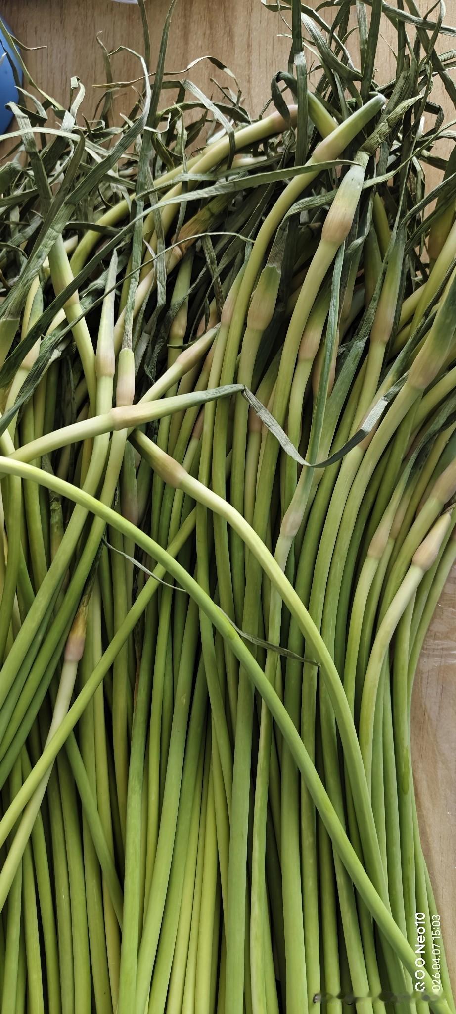 又到吃蒜苔的季节了，我们河南人蒜苔大量上市的时候，喜欢买一点蒜苔腌着吃，我提前十