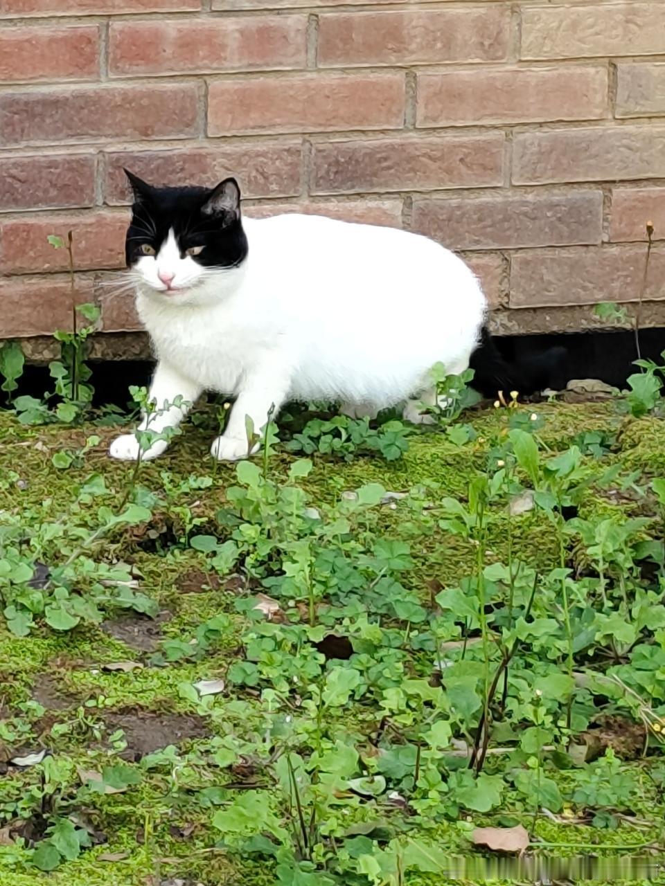 49460【丑猫】咪要上电视，听话，咪乐多多的有，不听话，等着吃咪的大獠牙吧！(