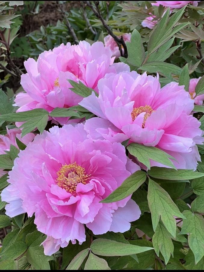 命中有时终须有，命里没有求不来。
同族一个老姑去世了，享年82岁。
家中老人叹息