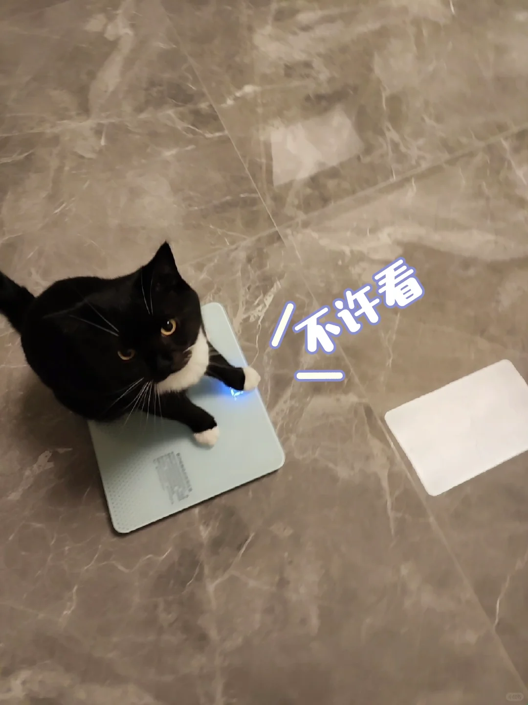 体重是猫的小咪咪