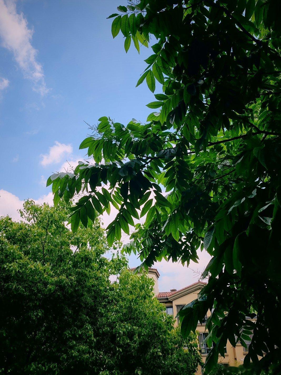 随手拍 当绿树成荫与蓝天白云相互衬托……用眼睛寻找美丽江南天天拍江南手影好摄天下