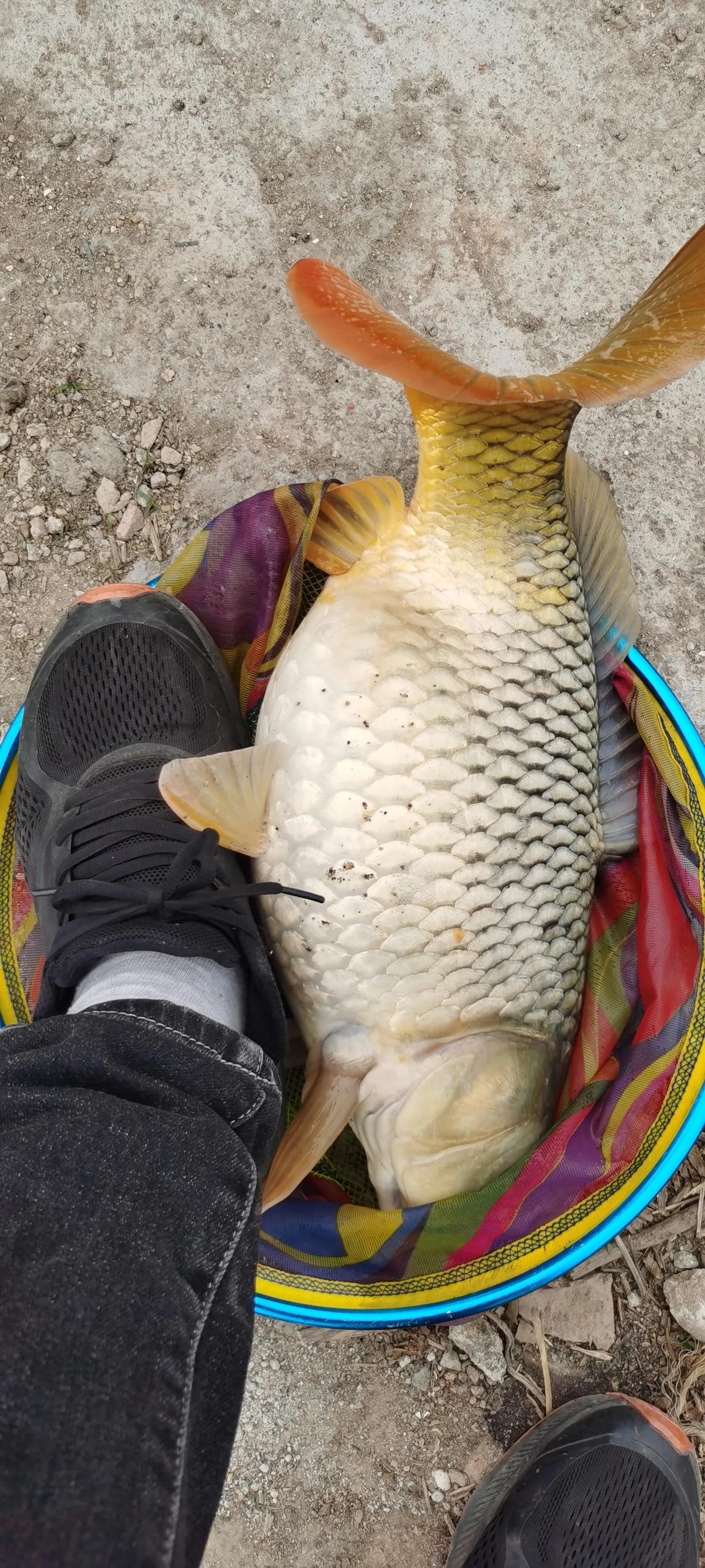 老张是个野钓爱好者，尤其喜欢钓鲤鱼。这天，他早早来到了那片幽静的野湖，选了个好位