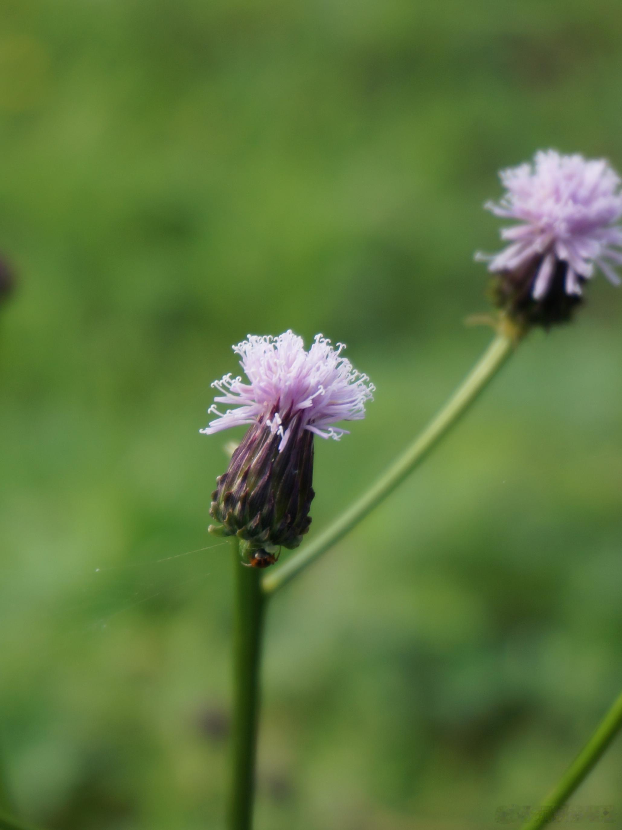 奇妙生物圈植物科普 『泥胡菜』泥胡菜的花朵很“招摇”，它的花茎挺直，微风拂过就像