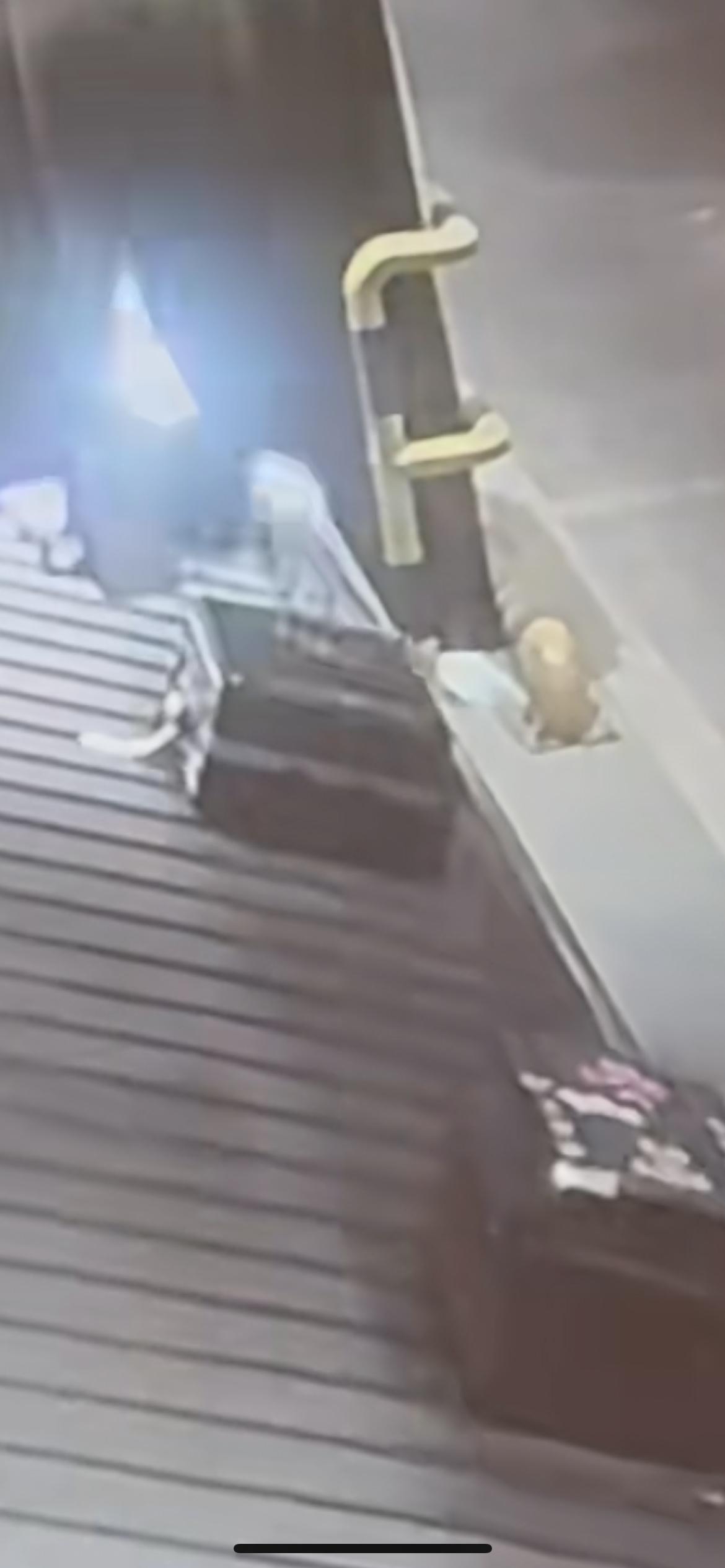 2月24日哈尔滨，哈尔滨机场“搬鸡蛋”已成肌肉记忆，机场搬运工无时无刻都小心翼翼