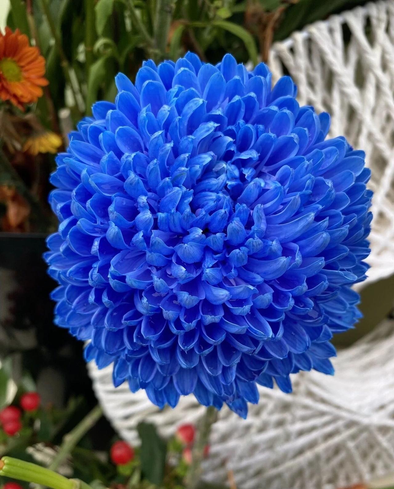 除了这朵蓝色乒乓菊，背景中还能看到橙色的非洲菊（扶郎花）和一些红色的小浆果，整体