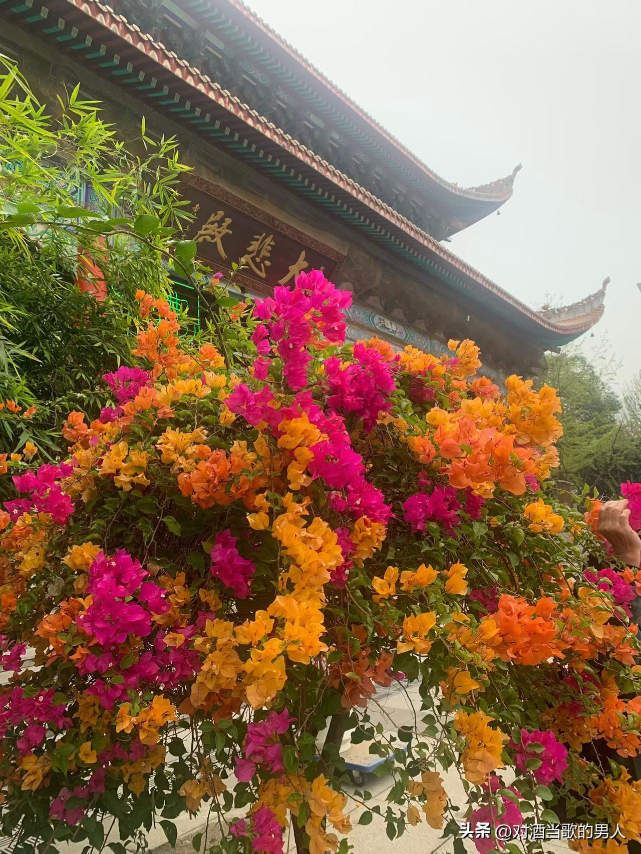 ，什么花都行