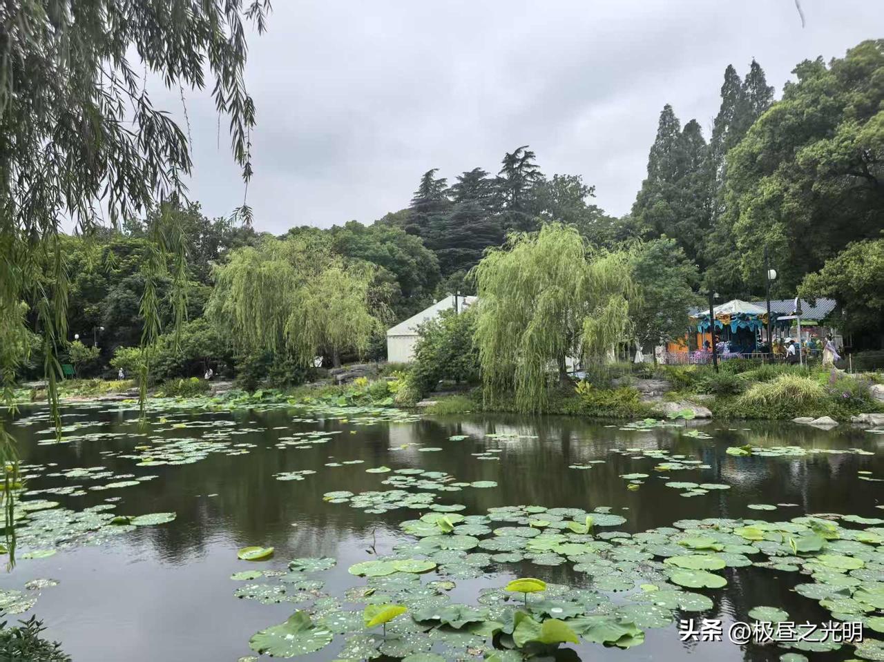 两个非常相似的画面在脑海中撞在一起：
一个是《生命树》中，女主白菊的弟弟白吉高中