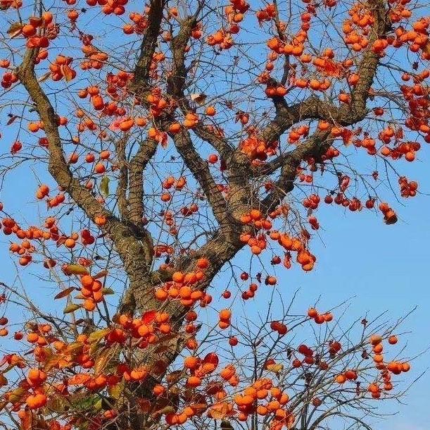 可以分享一张秋景树叶的的照片吗