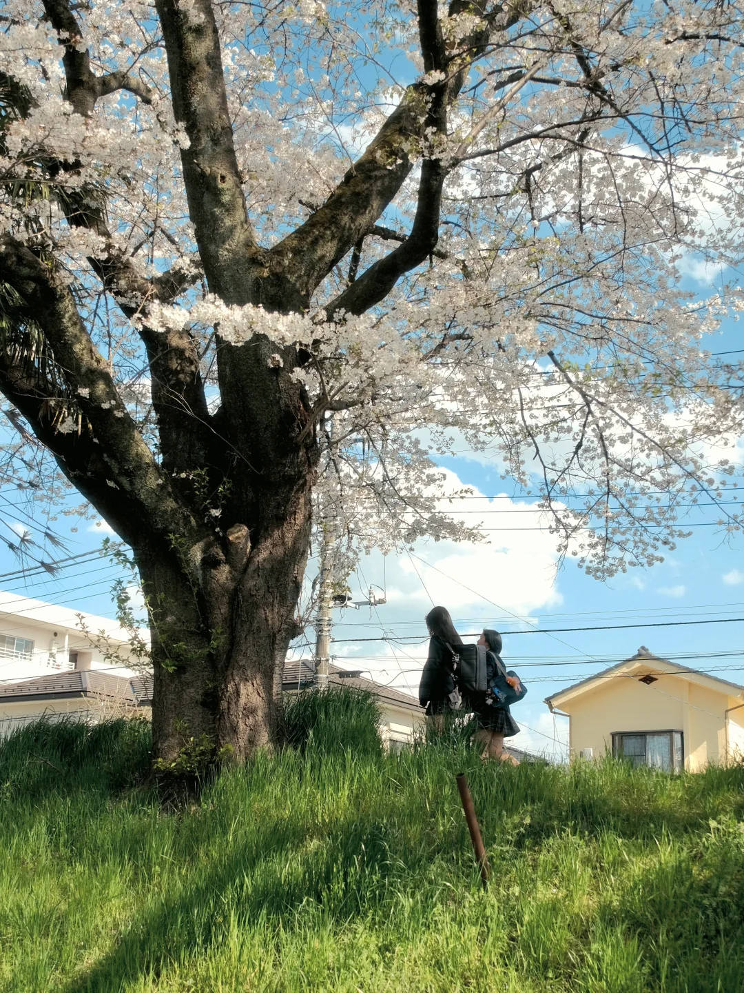春天，散步在樱花的河岸