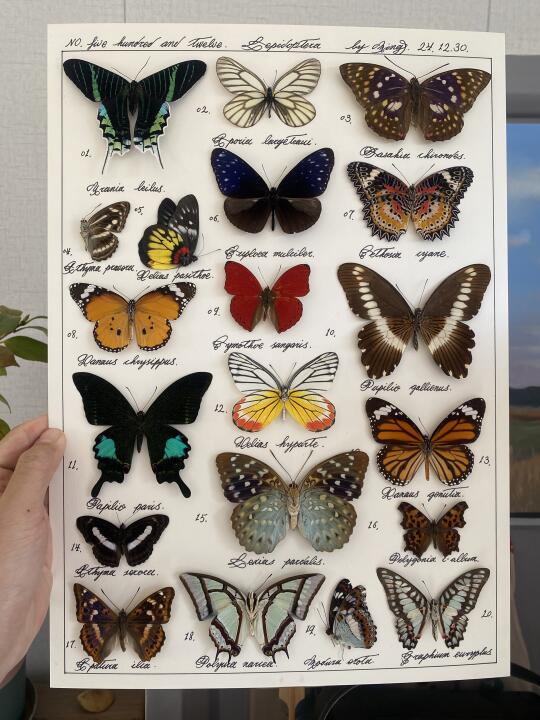 蝴蝶标本图鉴