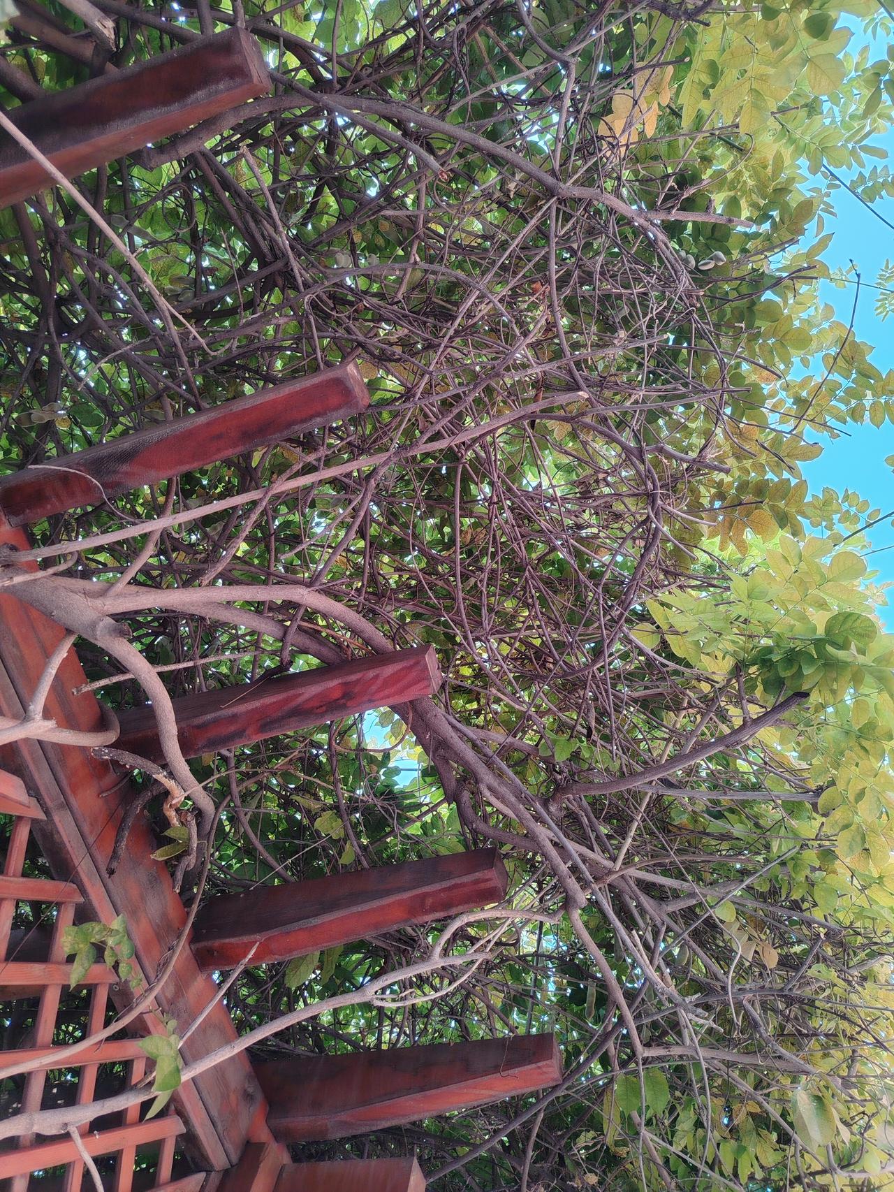 草的韧性

野火烧原，草尽成灰。春风一吹，新绿又生。草说：“火不能灭我，因我根在