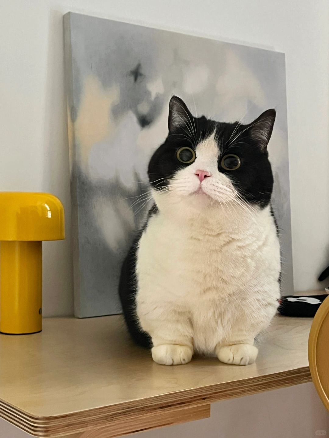 奶牛猫猫挂件🪀