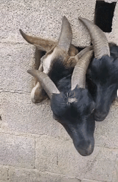 看得出来它们都很倔。。。