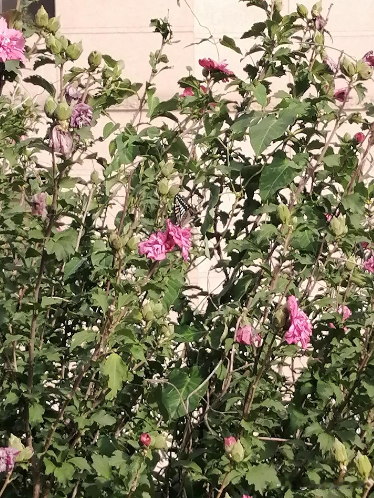 花为蝶开，蝶为花来！
每年相约，不负邂逅。
