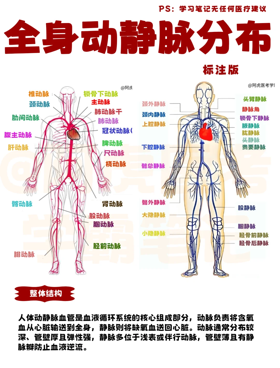 阿虎医考医学笔记｜一图读懂全身动静脉分布