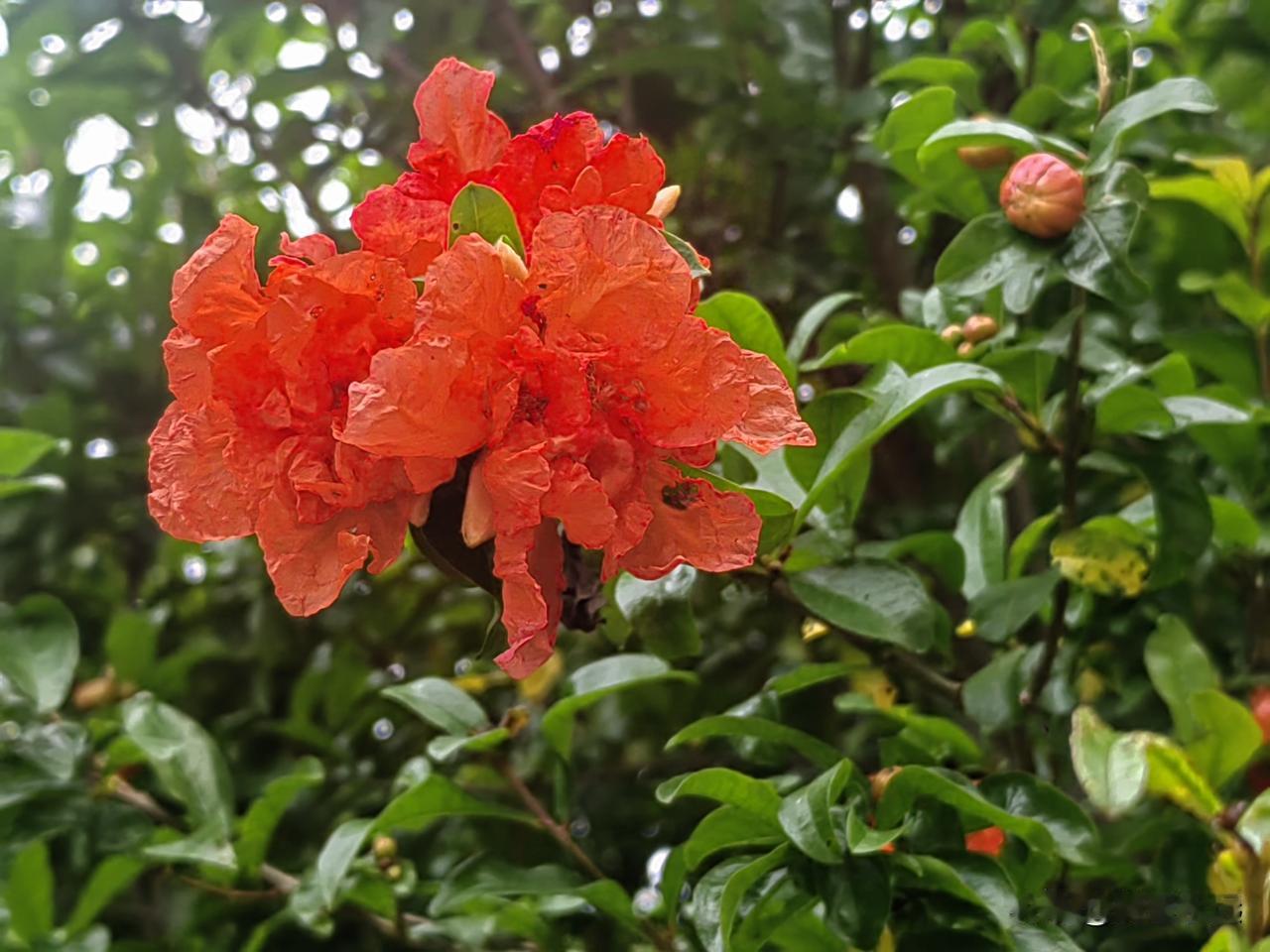 五月石榴喜迎夏
万紫千红的春天悄悄退场，南风吹拂，温温柔柔的初夏款款而来。

火