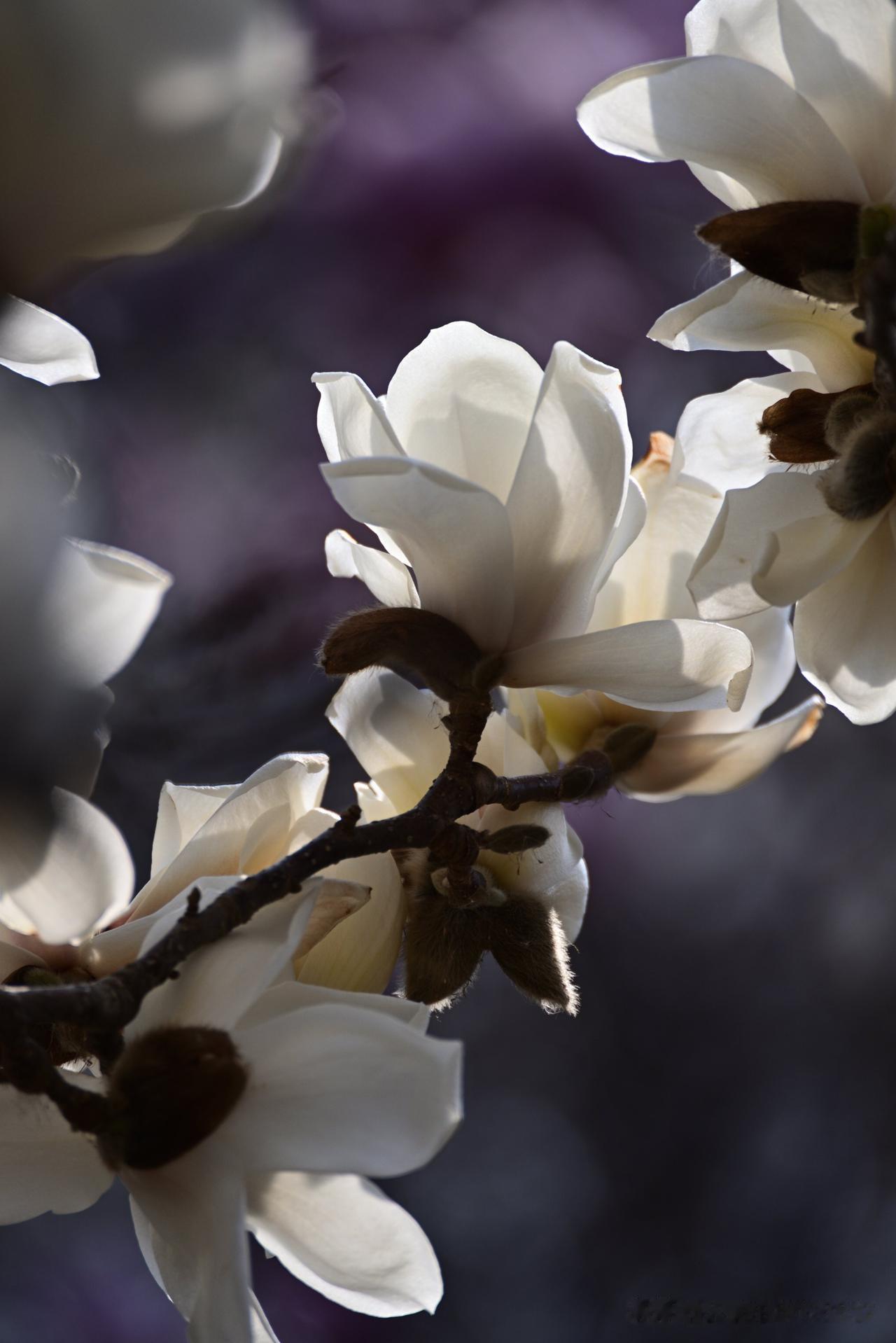 玉兰花开(之七)——春寒尙在，玉兰已擎起一朵朵洁白、紫红、淡粉、微黄的花儿。无需