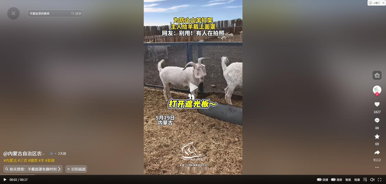“绝了”！5月31日报道，内蒙古一位养羊户发现家里的几只羊经常打架，为了减少冲突