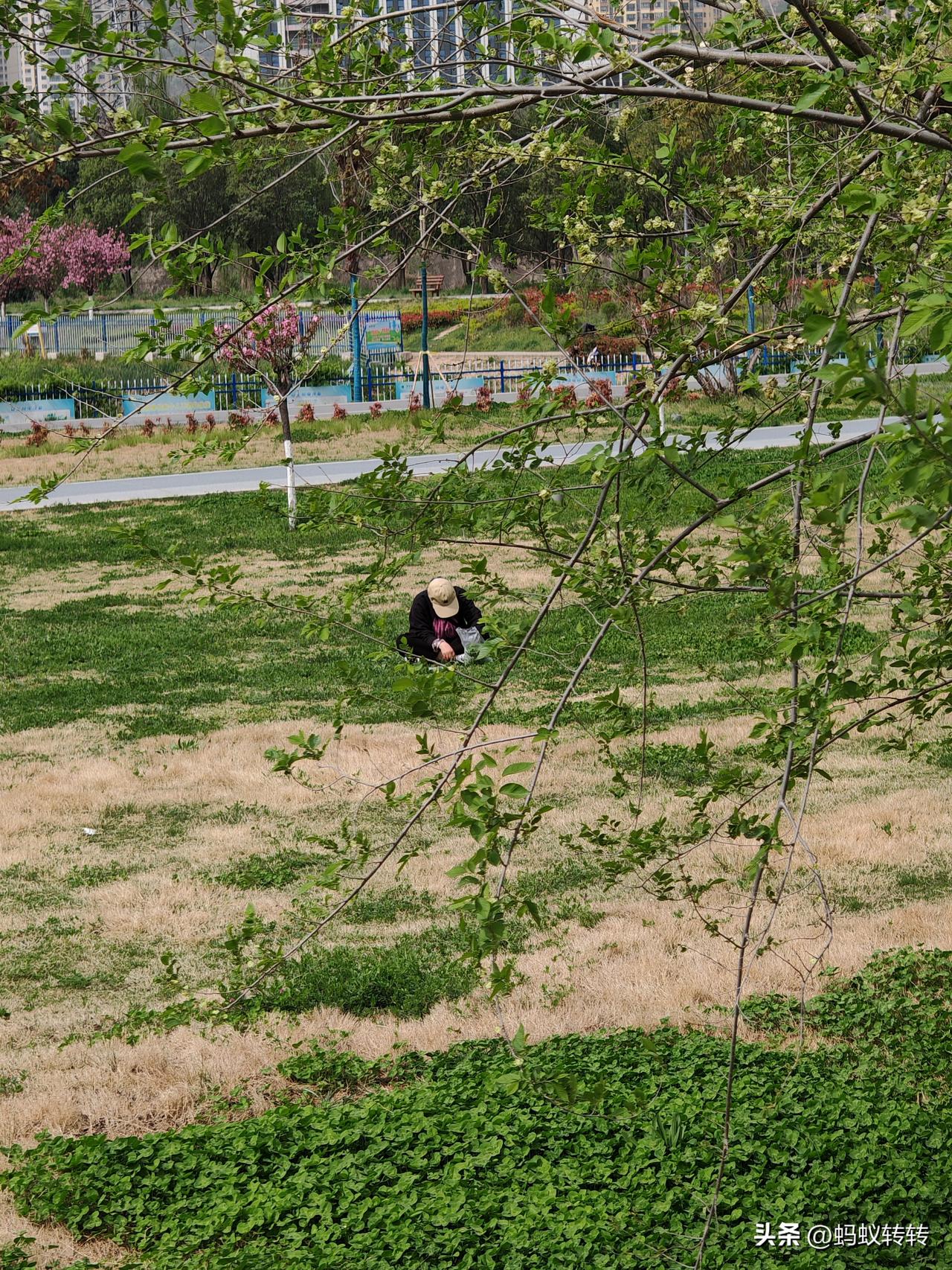 你觉得野菜好吃吗？在过去那个贫穷的年代，缺衣少食，人们实在没有办法，只能挖野菜充