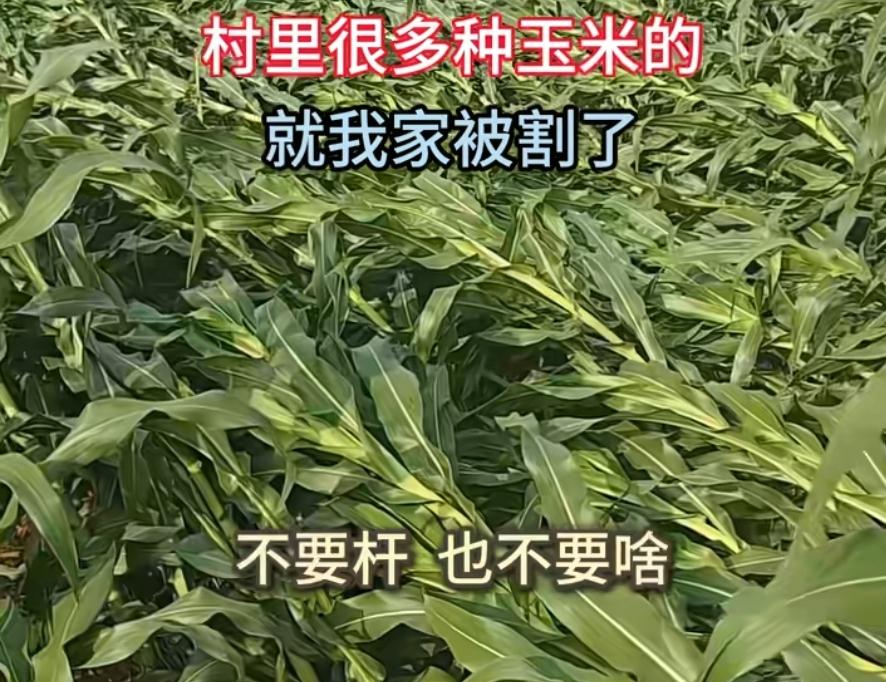 天理难容！黑龙江一农户23亩玉米一夜被齐根割光，整个村子就他遭此黑手。

黑龙江