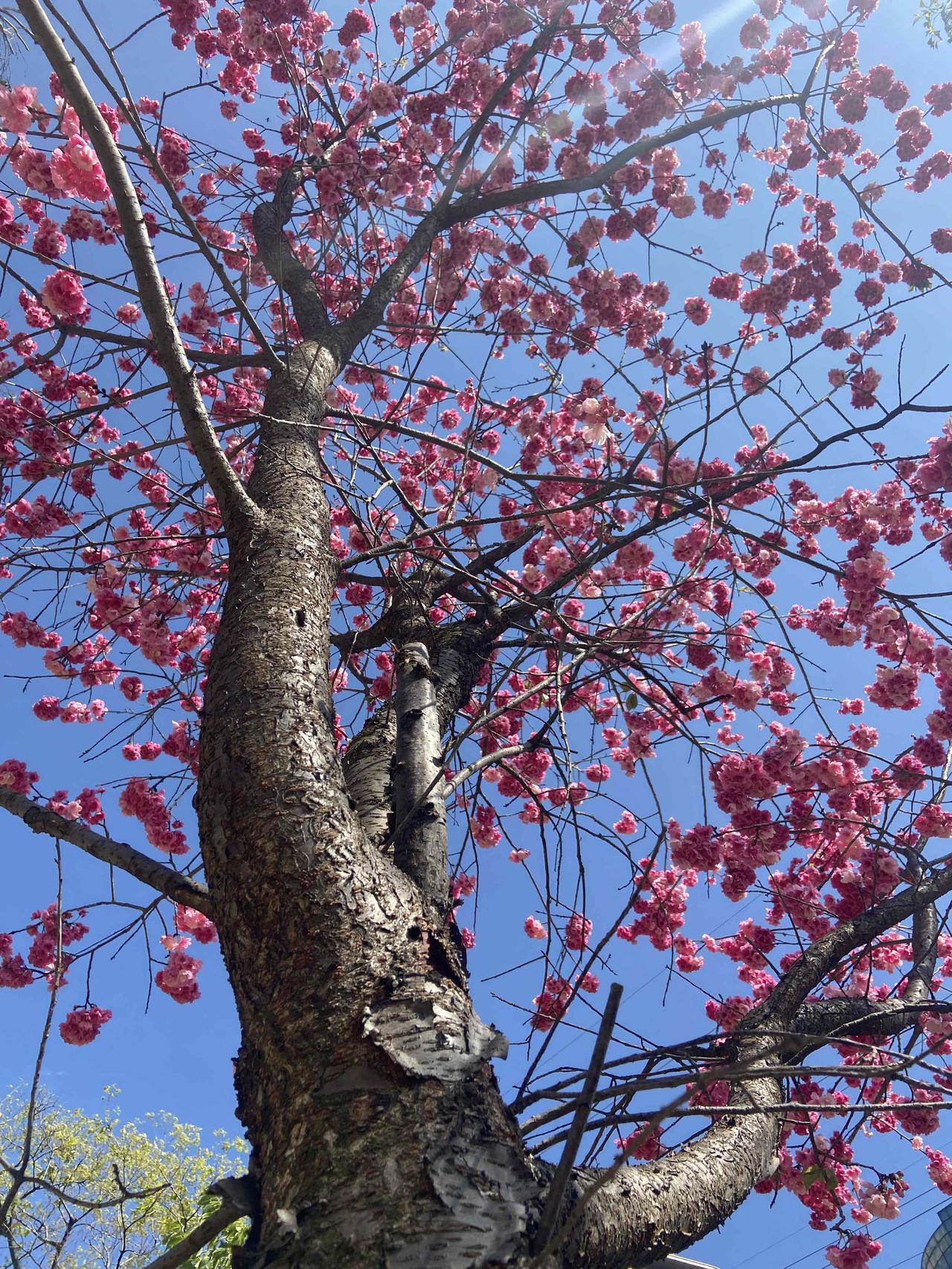 昆明冬春季节出门跑步，对鼻炎患者比较折磨。昆明海拔高空气稀薄，风又大，像吹风机一