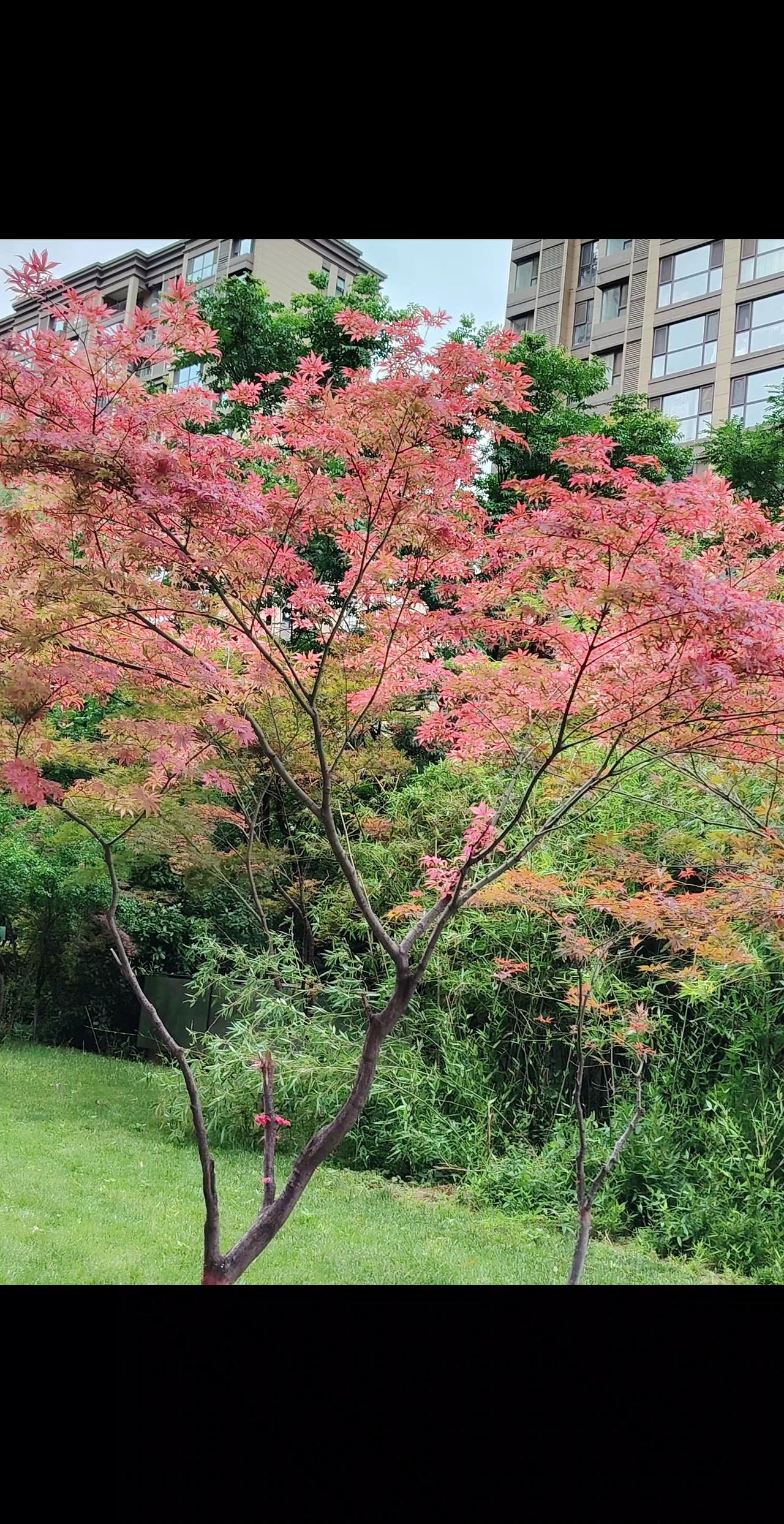 身边的风景公园 分享身边的风景 我的城市花园日记 随拍身边的美好，小区的美景 城