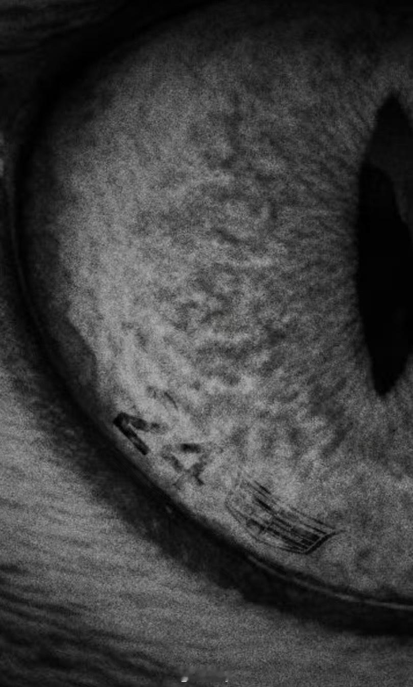 凯迪拉克这是直接明牌冠宇啦F1