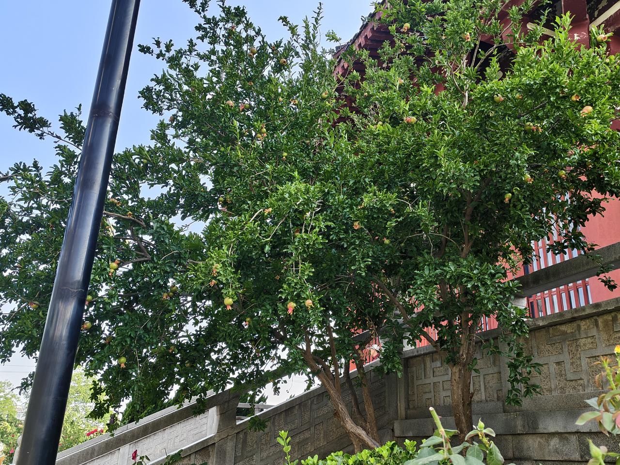 时间过得可真快，眨眼之间，2026年已经进入阴历5月，公园里的那棵石榴树，已经挂