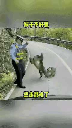 猴子袭警，有恃无恐，何以问罪？还真拿它没办法。
