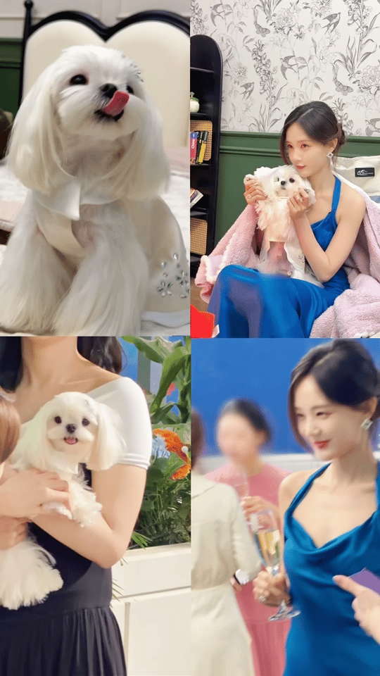 李一桐的小狗李肉肉居然也出道拍戏了！！！坐等看李肉肉在《美人余》里的精彩表现 