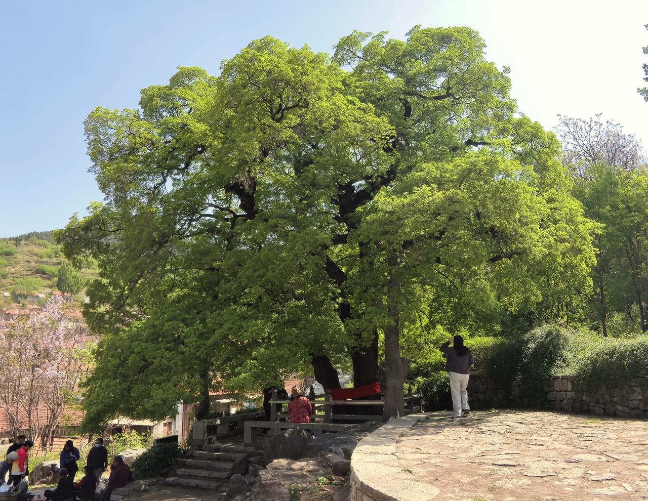 远近闻名的淄博市淄川太河镇土泉流苏树，今天是这个样子。若要观赏胜景，待到盛花期。
