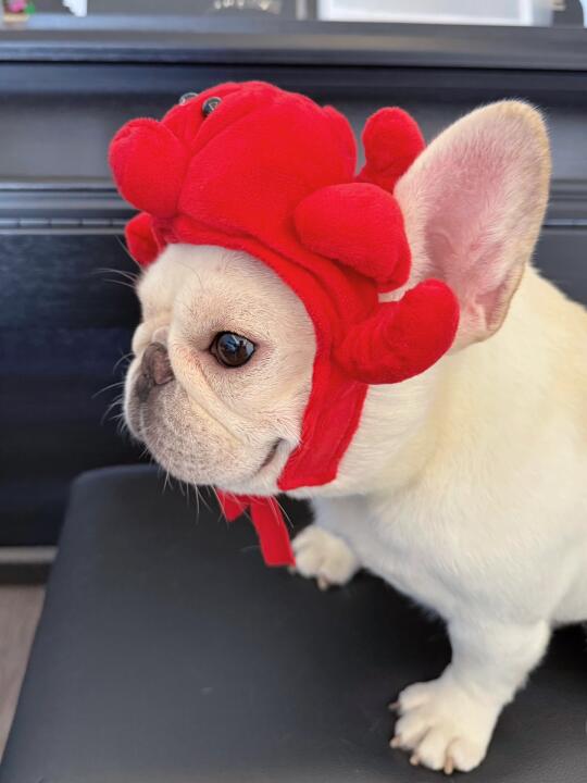 有的小狗正脸一般，但是侧脸绝了