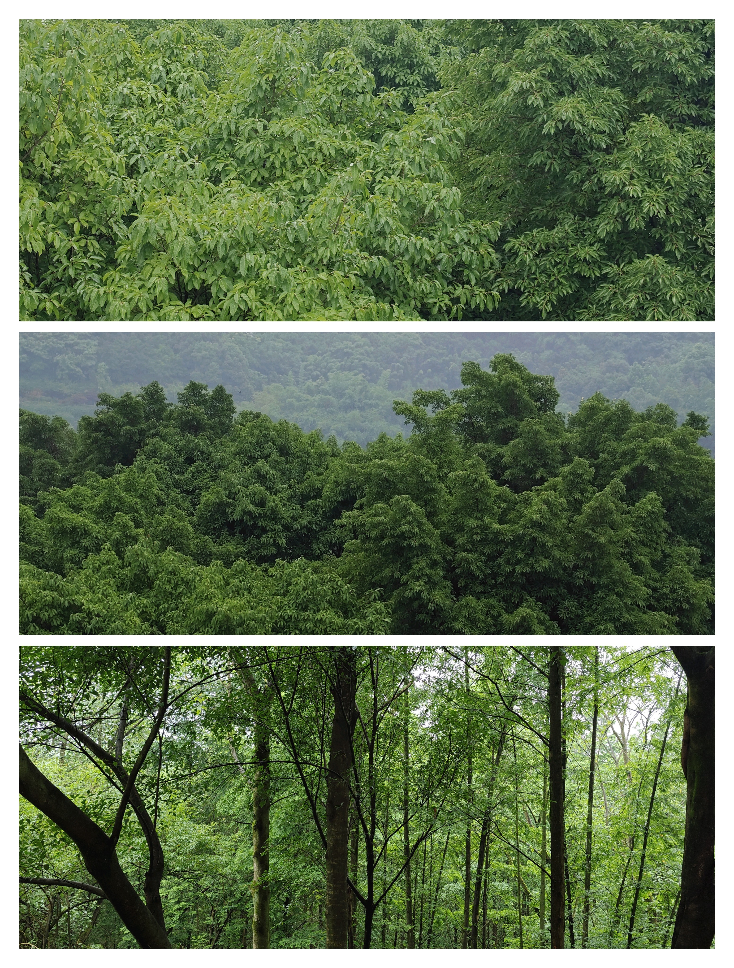 雨后的山林，绿意盎然，每一片叶子都散发着勃勃生机。#盛夏光年# ​​​