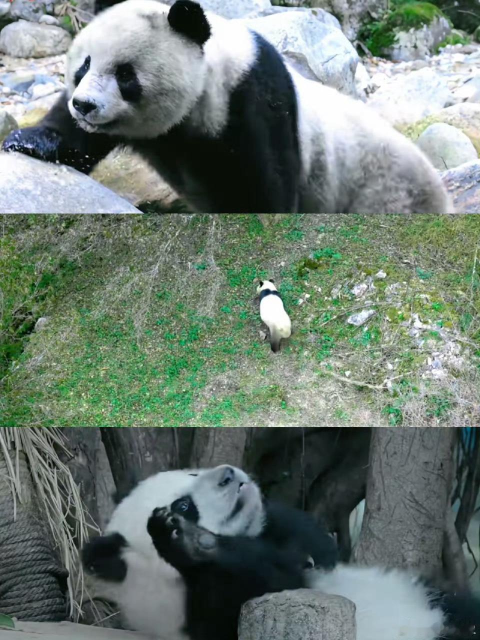 第一次见这么幸运的节目组原来最美好的奇遇总是不期而遇 谁懂这份幸运！《熊猫奇遇记
