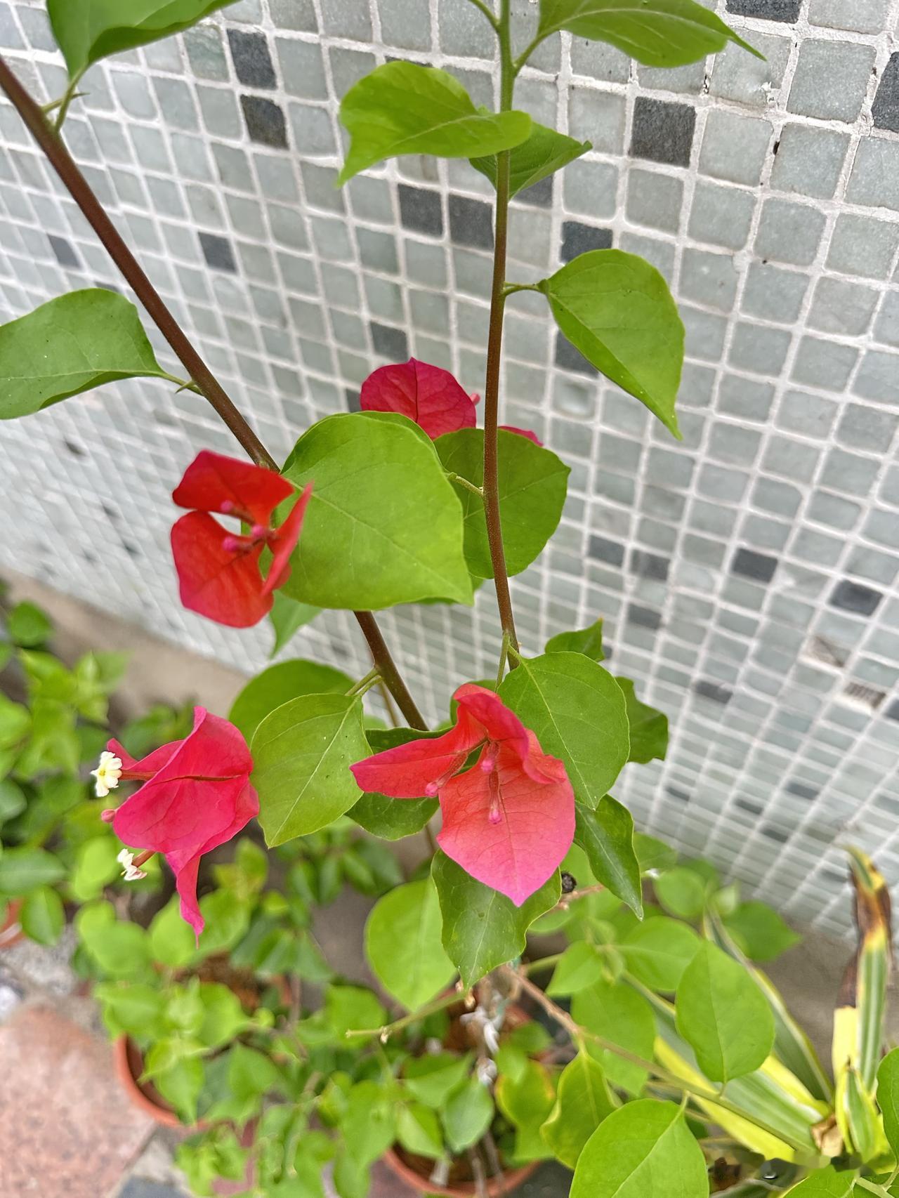 小院里盛放的三角梅，鲜亮的花色为平淡日常增添一抹亮色。