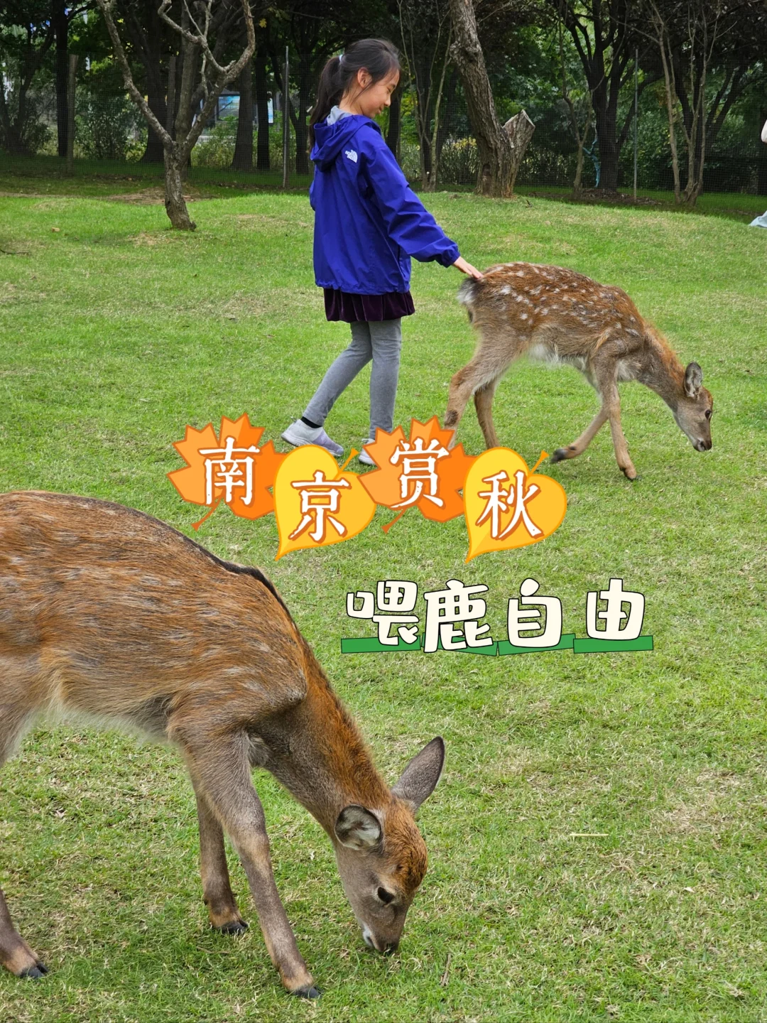 南京小众赏秋、喂鹿、探索蘑菇世界🍄