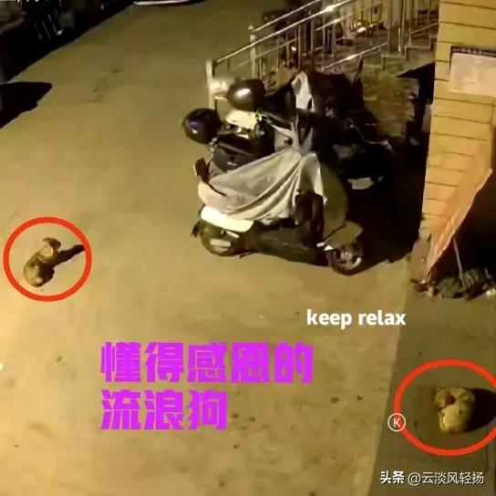 一位美女老板娘，家里开了一个小型的加工厂，生意一直不温不火。工厂附近有几只流浪狗