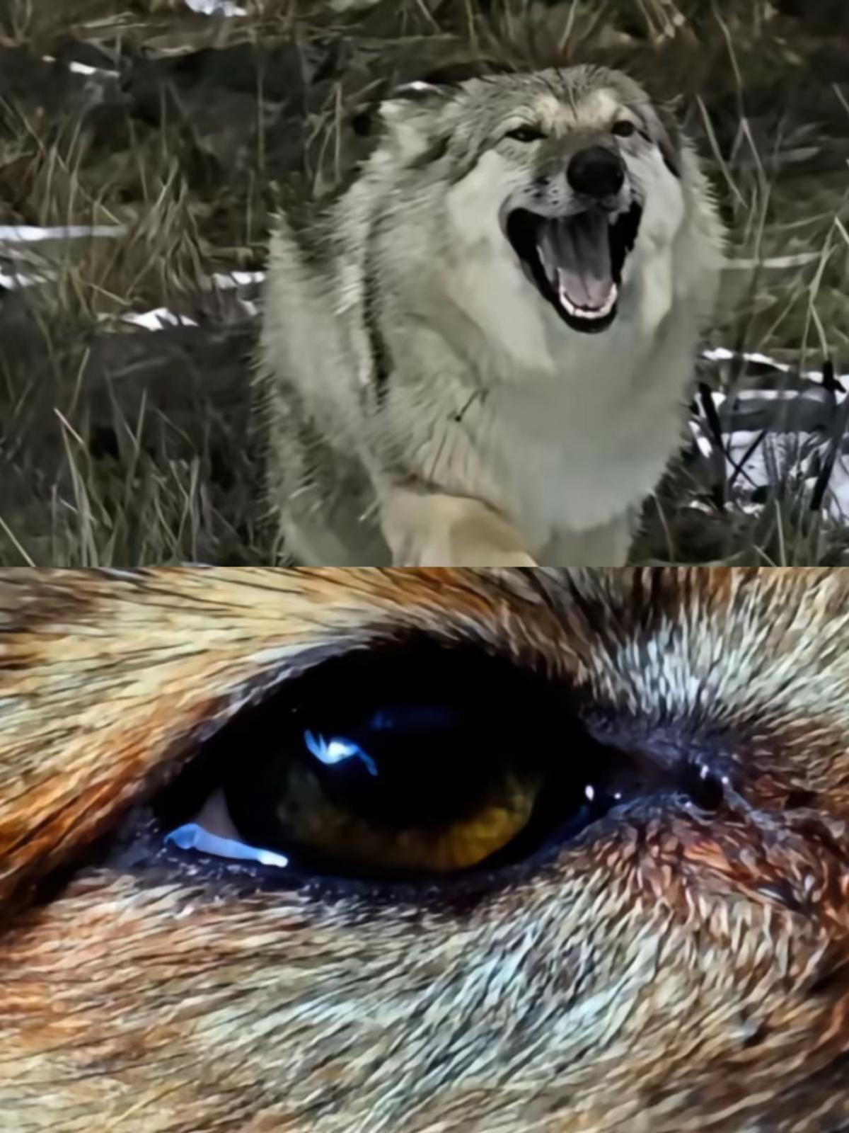 格林根本没有融入狼群，它一直在流浪？李微漪作秀，弃养格林？李微漪为什么不把格林圈