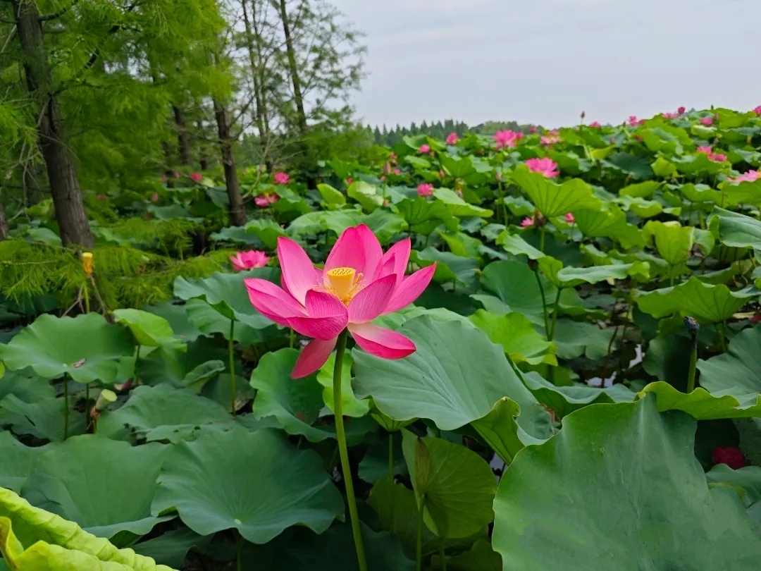【荷   韵】 刚入夏至，天气不算太热，雨落下来时感觉特别凉爽，不知不觉间，走到