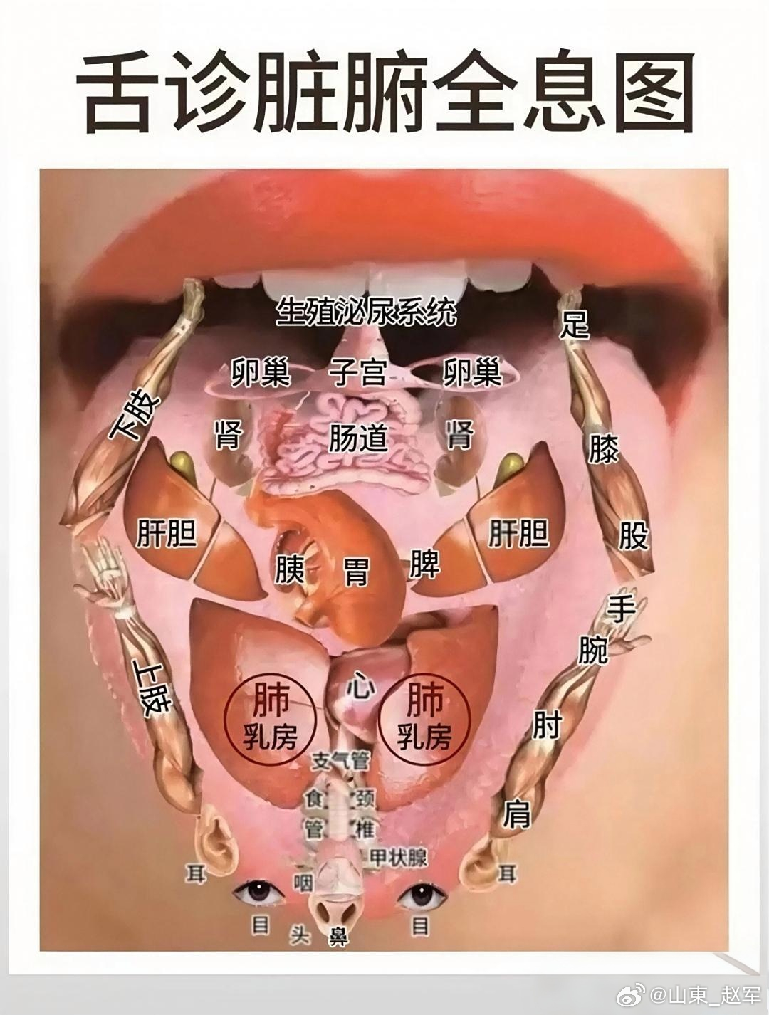 中医舌诊不传之秘舌裂不润肺舌胖不清心舌颤不平肝①舌裂不润肺   表现： 舌面出现